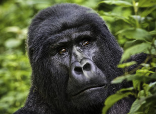 Mountain Gorilla in the Bwindi Impenetrable Forest