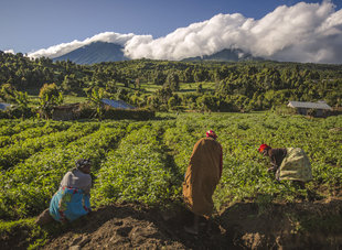 Lush farmlands of the Ugandan Highlands