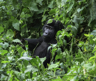 Mountain Gorilla at home in the CloudForest