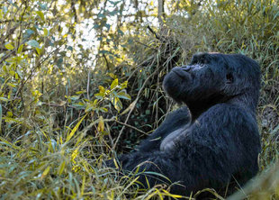 Mountain Gorillas of Bwindi and Mount Ghinga