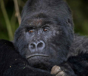 Mountain Gorilla in Uganda