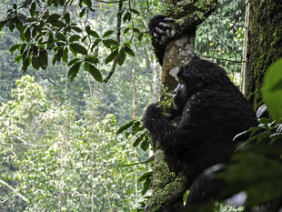 One of our relatives contemplating the world beyond