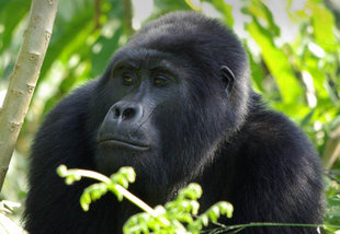 Mountain Gorilla amongst bamboo