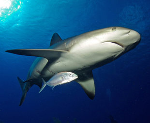 caribbean-reef-shark-belize-aggressor-mesoamerican-barrier-reef-coral-turtle-scuba-dive-diving-snorkelling-liveaboard-holiday-vacation-travel-underwater-photography.jpg