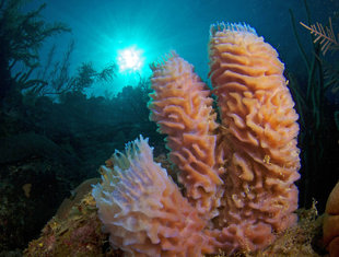 corals-belize-aggressor-mesoamerican-barrier-reef-coral-turtle-scuba-dive-diving-blue-hole-shark-snorkelling-liveaboard-holiday-vacation-travel-underwater-photography.jpg