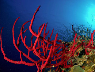 coral-reef-diving-belize-aggressor-mesoamerican-barrier-reef-coral-turtle-scuba-dive-shark-snorkelling-liveaboard-holiday-vacation-travel-underwater-photography2.jpg