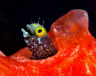 macro-diving-belize-aggressor-mesoamerican-barrier-reef-coral-turtle-scuba-dive-shark-snorkelling-liveaboard-holiday-vacation-travel-underwater-photography.jpg