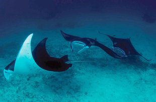 Diving with Manta Rays at Kri Island, Raja Ampat