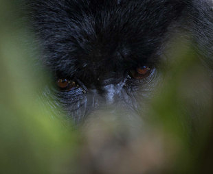 Eye to eye with a Mountain Gorilla is a moving experience