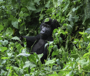 Bwindi Impenetrable Forest