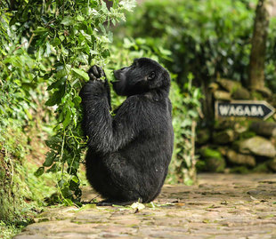 Mountain Gorilla visits the lodge