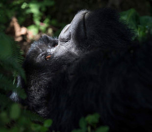 Mountain Gorilla, Uganda