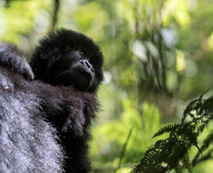 Young Mountain Gorilla in Uganda