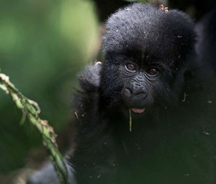 Mountain Gorilla Baby