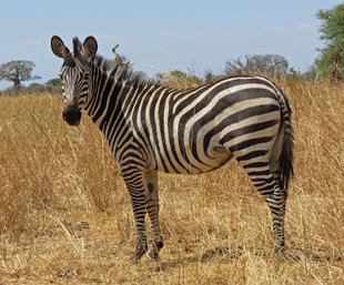 Zebra in Tanzania - Ralph Pannell