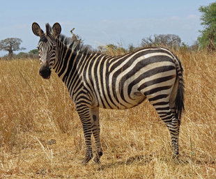 Zebra in Tanzania - Ralph Pannell