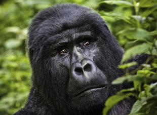 mountain-gorilla-bwindi-impenetrable-forest-trekking-tracking-wildlife-safari-guided-tour-great-ape-africa-uganda-vacation-holiday-travel.jpg