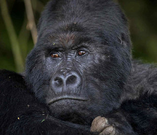 mountain-gorilla-mount-gahinga-lodge-impenetrable-forest-wildlife-safari-africa-uganda-rwanda-vacation-travel-holiday.jpg