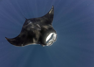 Snorkel with Atlantic Giant Manta Ray Research Citizen Science in Isla Mujeres Mexico Cancun underwater photography by Dr Simon Pierce Marine Megafauna Foundation