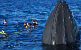 Swimming with Humpback Whales in Silver Bank, Dominican Republic