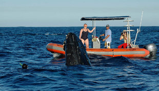 Swim with Humpback Whales in Dominican Republic, Caribbean