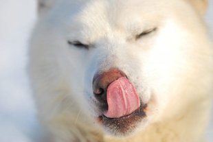 Spitsbergen Husky