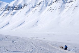 Dog Sledding in Spitsbergen