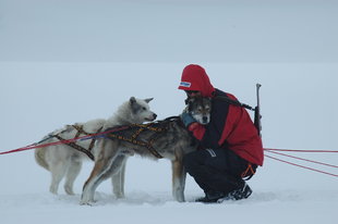 dog-sleddinh-spitsbergen-svalbard.jpg