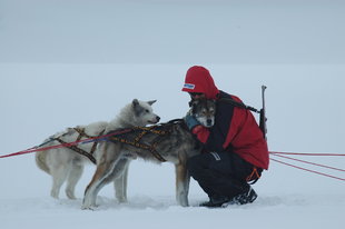 Husky Cuddles