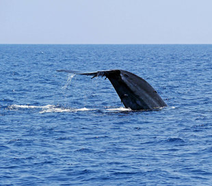 Blue Whale Watching in Trincomalee Sri Lanka - Charlotte Caffrey
