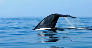 Blue Whale in Sri Lanka