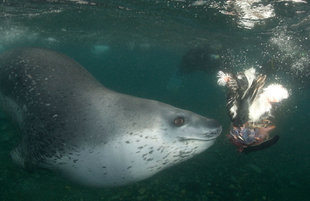 leopard-seal-diving-in-antarctica-dive-marine-life-underwater-photography-holiday-wildlife-cruise-voyage-antarctic-polar-ice-iceberg-travel-adventure-liveaboard.jpg