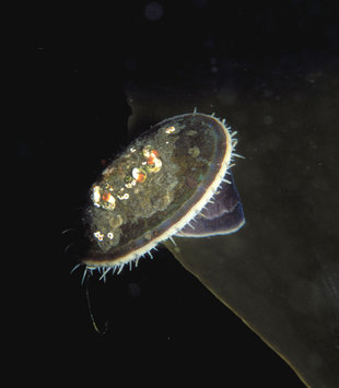 underwater-flora-fauna-polar-diving-antarctica-polar-voyage-antarctica.jpg