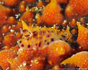 Nudibranch Mafia Island, Tanzania muck diving Photo by Ralph Pannell