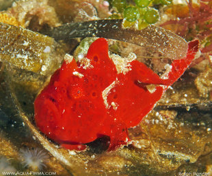 Red Frogfish Mafia Island muck diving Photo by Ralph Pannell