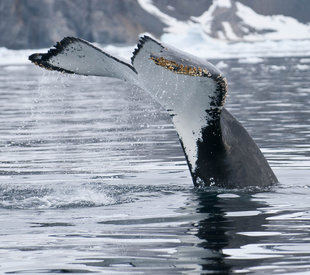 whale-tail-antarctica-marine-life-wildlife-voyage-cruise-polar.jpg