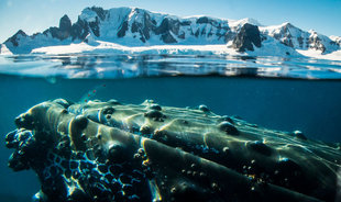Humpbak Whale Underwater Antarctica diving