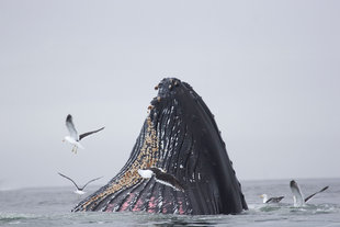 humpback-whale-birds-antarctica-falklands-south-georgia-wildlife-polar-voyage-cruise.jpg