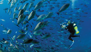 Diving at Cape Kri, Raja Ampat - Hamid Rad