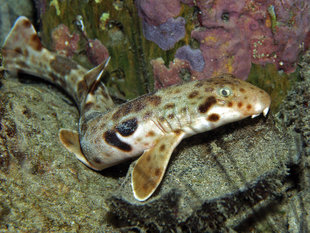 Epaulette Bamboo Shark at Kri Island, Raja Ampat