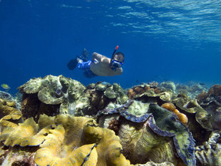 Giant Clams at Kri Island, Raja Ampat - Frits Meyst