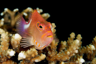 ArcEye-Hawkfish-Simon-J-Pierce- www.simonjpierce.com-underwater-photography-Mafia-Island-Aqua-Firma-dive-snorkel-research-holiday-MMF.jpg