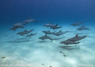 Dolphins-by-Dr-Chris-Rohner-Mafia-Island-on-Aqua-Firma-whale-shark-research-photography-coral-reef-trip-Nov18.jpg