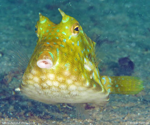 Longhorn-Cowfish-Mafia-Island-Tanzania-muck-diving-scuba-dive-holiday-safari-travel-underwater-photography-Ralph-Pannell.jpg