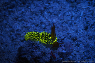 Flourescent-light-night-dive-Dr-Simon-J -Pierce-www.simonjpierce.com-Mafia-Island-underwater-photography-Tanzania.jpg