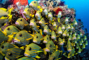 Sweetlips at Kri Island, Raja Ampat - Scott Graham