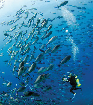 Diving at Cape Kri Island Resort, Raja Ampat - Hamid Rad