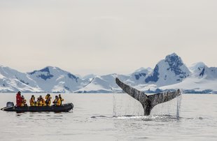 zodiac-cruising-antarctica-whale-voyage-David-Merron.jpg