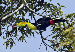 keel-billed-toucan-Belize-wildlife-mayan-ruins-central-latin-america-travel-holiday-vacation-history-culture-caribbean-rainforest-rio-bravo-wilderness-ecolodge-photography.jpg