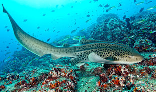 leopard-shark-hallaniyat-islands-oman-dive-liveaboard-scuba-diving-snorkeling-arabian-sea-peninsula-gulf-travel-vacation-holiday-underwater-photography-coral-reef-scott-johnson.jpg